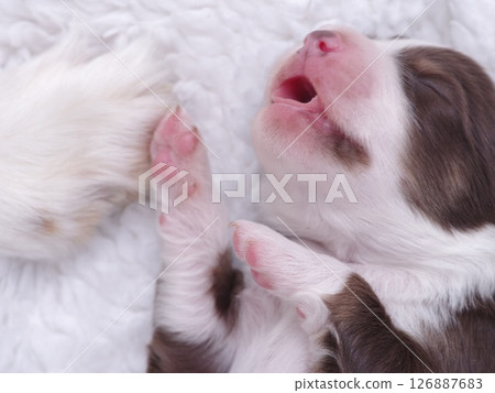 Puppy is sleeping on a white blanket 126887683