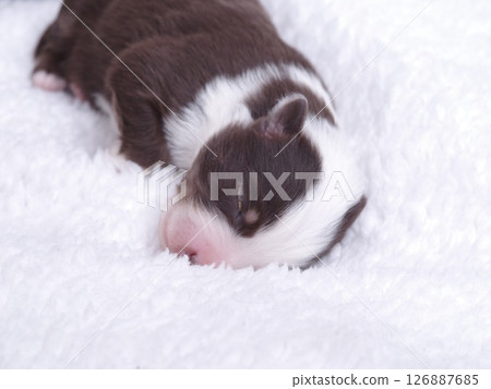 Brown and white puppy is sleeping on a white blanket Brown and white puppy is sleeping on a white blanket 126887685