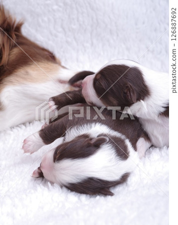 Brown and white puppy is laying on a white blanket 126887692