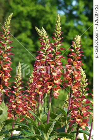 毛地黃花，2025年5月 126887753