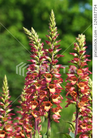 Foxglove flower, May 2025 126887754
