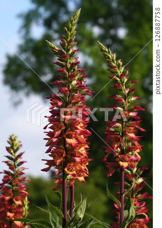 Foxglove flower, May 2025 126887758