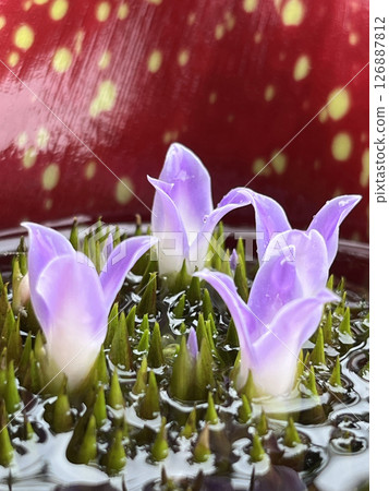 Bromeliad ornamental plant blooming purple flowers Bromeliad ornamental plant blooming purple flowers 126887812
