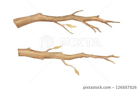 Watercolor tree branches with leaves isolated on white background. Hand painted illustrations set, wooden brown twig Watercolor tree branches with leaves isolated on white background. Hand painted illustrations set, wooden brown twig 126887826