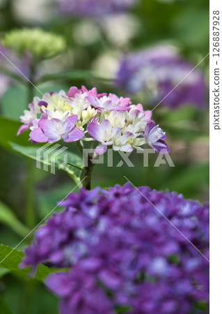 Lily purple hydrangea Lily purple hydrangea 126887928