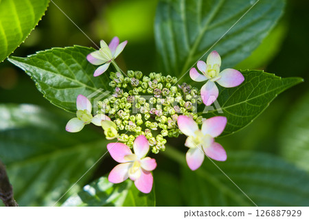 已經開始開花的繡球花 126887929