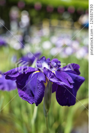 Purple iris flowers are blooming in the iris garden 126887930