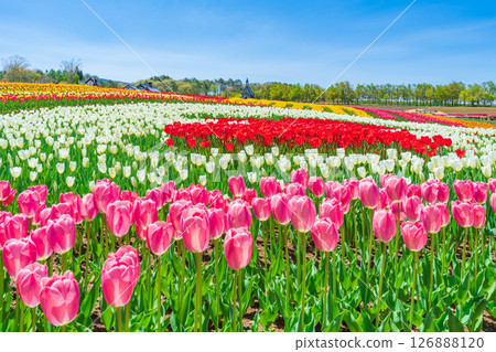 Hirugano Plateau, pastoral village, tulips in full bloom (Gujo City, Gifu Prefecture) 126888120