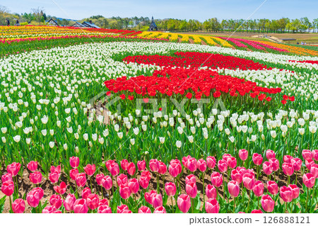 Hirugano Plateau, pastoral village, tulips in full bloom (Gujo City, Gifu Prefecture) Hirugano Plateau, pastoral village, tulips in full bloom (Gujo City, Gifu Prefecture) 126888121