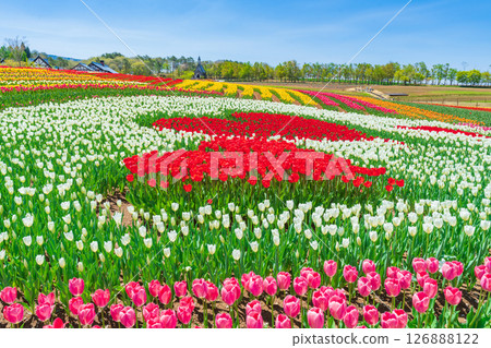 晝野高原、田園村落、鬱金香盛開（岐阜縣上市） 126888122