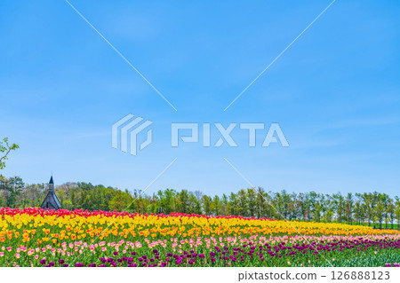 Hirugano Plateau, pastoral village, tulips in full bloom (Gujo City, Gifu Prefecture) 126888123