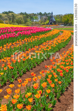 晝野高原、田園村落、鬱金香盛開（岐阜縣上市） 126888130