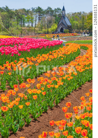 Hirugano Plateau, pastoral village, tulips in full bloom (Gujo City, Gifu Prefecture) 126888131