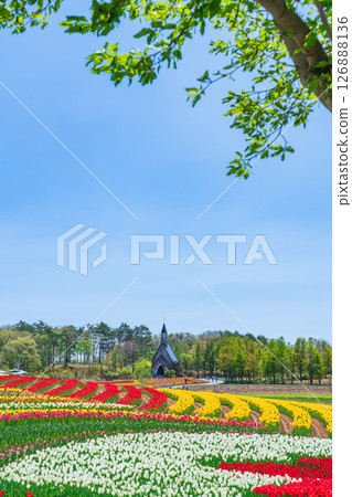 Hirugano Plateau, pastoral village, tulips in full bloom (Gujo City, Gifu Prefecture) Hirugano Plateau, pastoral village, tulips in full bloom (Gujo City, Gifu Prefecture) 126888136