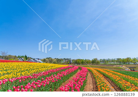 晝野高原、田園村落、鬱金香盛開（岐阜縣上市） 126888139