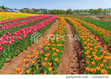 Hirugano Plateau, pastoral village, tulips in full bloom (Gujo City, Gifu Prefecture) 126888140