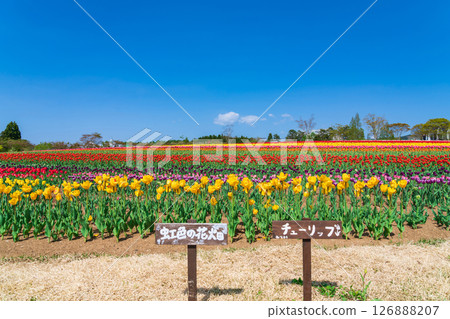 晝野高原、田園村落、鬱金香盛開（岐阜縣上市） 126888207