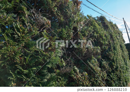 Japanese cypress hedge 126888210