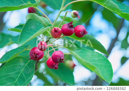 A Juneberry tree planted in a garden in early summer, with lots of red berries. 126888382