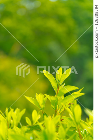 Fresh green 126888394