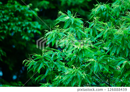 雨季的栗樹 126888439