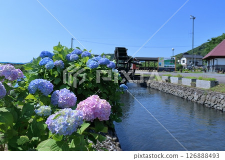 水路沿岸盛開的繡球花(高知縣四萬十市安波水車村) 水路沿岸盛開的繡球花(高知縣四萬十市安波水車村) 126888493
