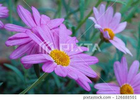 入口前的陶土花盆裡盛開著美麗的粉紅色雛菊 126888501