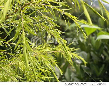 Australian Tea Tree Australian Tea Tree 126888585