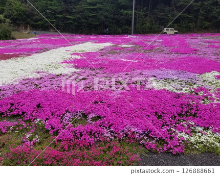 Tokigawa Town, Hiki District, Saitama Prefecture, Shibazakura Park 126888661