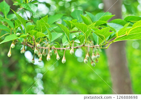 雪花蓮果實（夏季，六月） 126888698