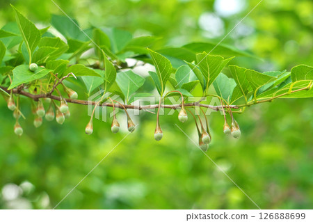 Snowdrop fruit (summer, June) 126888699