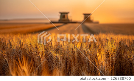Combine Harvesters in Wheat Field During Golden Hour with Close-Up of Ripe Wheat in Foreground 126888700