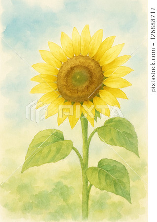 Sunflowers wrapped in gentle light 126888712