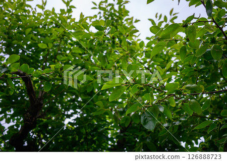 Persimmon leaves shining in the backlight 126888723