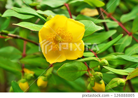 黃雉花(夏季、六月) 黃雉花(夏季、六月) 126888805