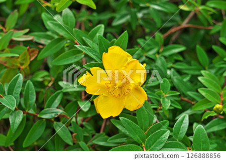 Yellow myrtle (Hypericum) flowers (Summer, June) 126888856