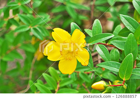 黃色桃金孃 (Hypericum) 花 (夏季,六月) 黃色桃金孃 (Hypericum) 花 (夏季,六月) 126888857