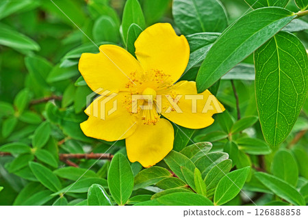Yellow myrtle (Hypericum) flowers (Summer, June) 126888858