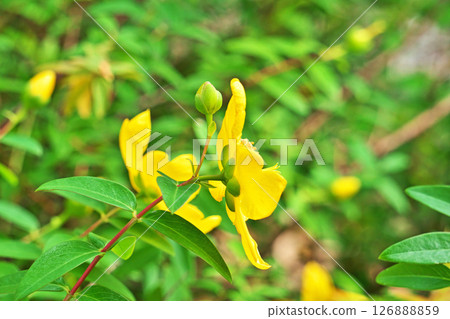 Yellow myrtle (Hypericum) flowers (Summer, June) 126888859