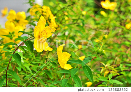 Yellow myrtle (Hypericum) flowers (Summer, June) Yellow myrtle (Hypericum) flowers (Summer, June) 126888862