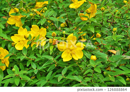 黃色桃金孃 (Hypericum) 花 (夏季，六月) 126888864