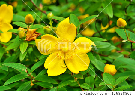 黃色桃金孃 (Hypericum) 花 (夏季，六月) 126888865