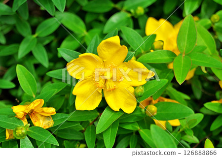 Yellow myrtle (Hypericum) flowers (Summer, June) 126888866