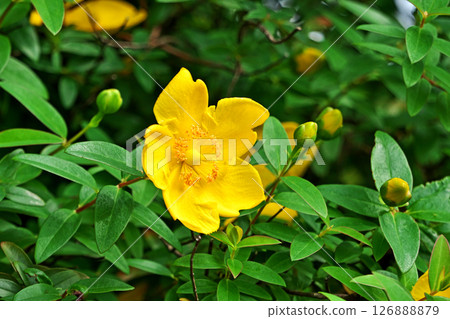 Yellow myrtle (Hypericum) flowers (Summer, June) Yellow myrtle (Hypericum) flowers (Summer, June) 126888879