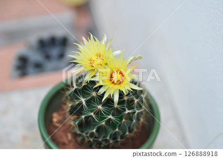 Thelocactus setispinus or Ferocactus hamatacanthus , Miniature Barrel Cactus flower or yellow flower or cactus flower Thelocactus setispinus or Ferocactus hamatacanthus , Miniature Barrel Cactus flower or yellow flower or cactus flower 126888918