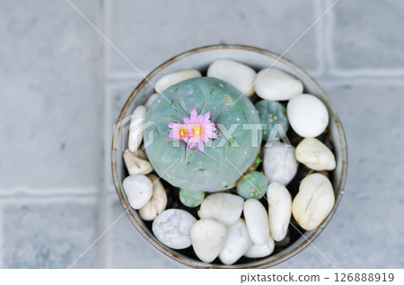 Lophophora fricii or Peyote cactus or Lophophora williamsii , Peyote Lophophora williamsii or cactus with flower Lophophora fricii or Peyote cactus or Lophophora williamsii , Peyote Lophophora williamsii or cactus with flower 126888919