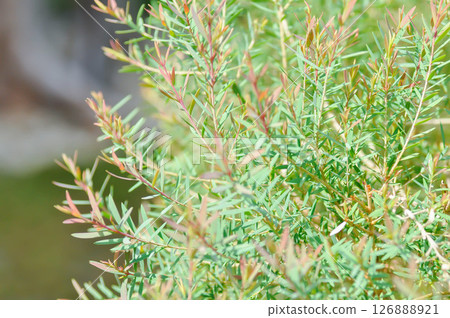 Juniperus sp, CUPRESSACEAE or pink plant Juniperus sp, CUPRESSACEAE or pink plant 126888921