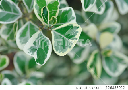 Ficus deltoidea Jack f variegata ,Mistletoe fig or Mistletoe rubber plant or MORACEAE Ficus deltoidea Jack f variegata ,Mistletoe fig or Mistletoe rubber plant or MORACEAE 126888922