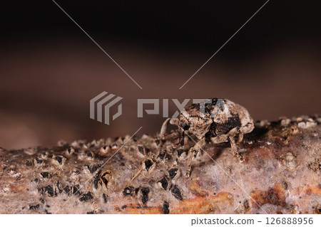 生物、昆蟲、高尾圓口象鼻蟲,其粗壯的身體與枯枝融為一體 生物、昆蟲、高尾圓口象鼻蟲,其粗壯的身體與枯枝融為一體 126888956