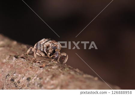生物，昆蟲，高尾圓口象鼻蟲，身體下面似乎覆蓋著與上面相同顏色的鱗片。 126888958